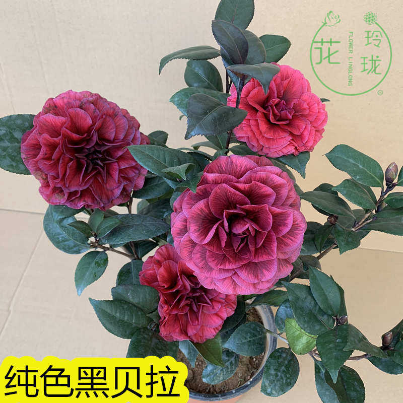 红叶贝拉纯色贝拉茶花名贵茶花苗品种带花苞纯色黑贝拉巨大型花