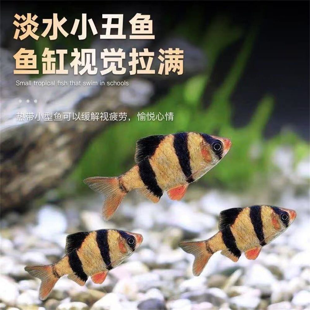 四间虎皮鱼活体观赏鱼新手易养