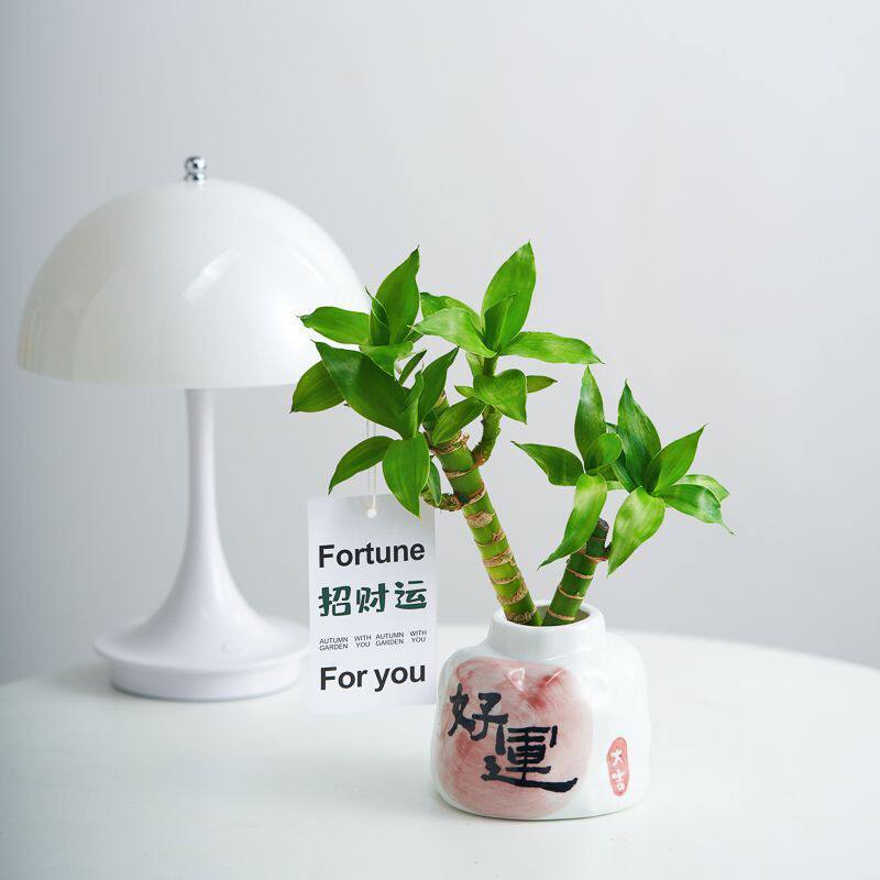 水培富贵竹文昌金榜题名盆栽室内办公室植物客厅桌面摆件绿植