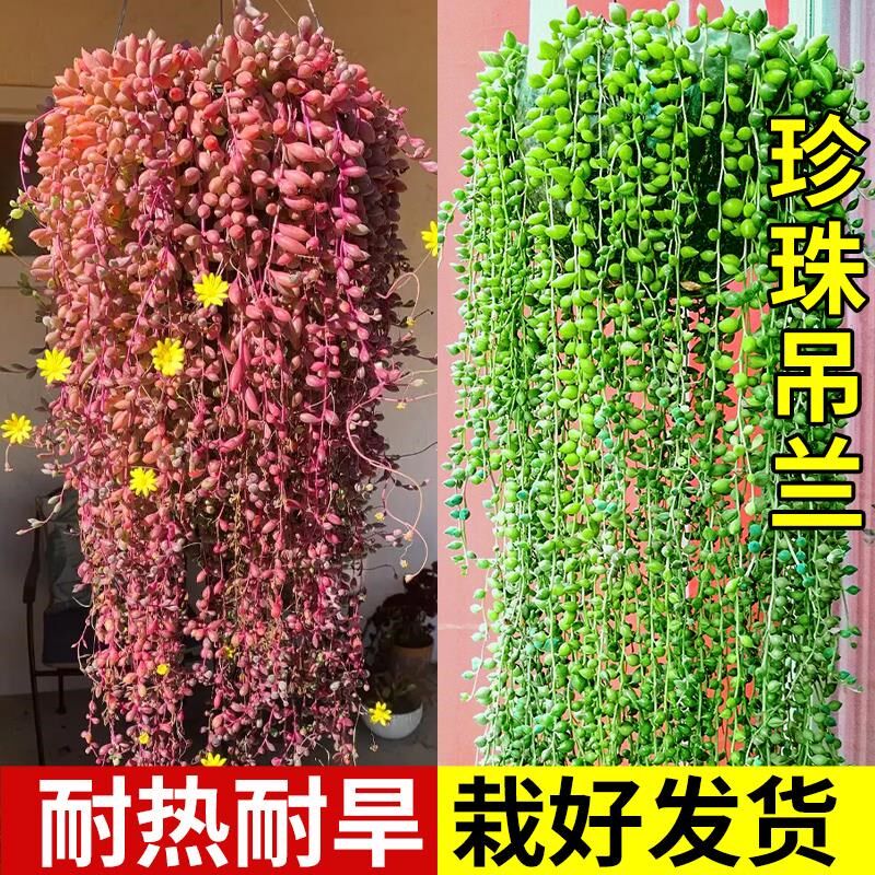 热销佛珠多肉植物精品彩色紫玄月垂盆草吊兰情人泪含带花盆栽好养