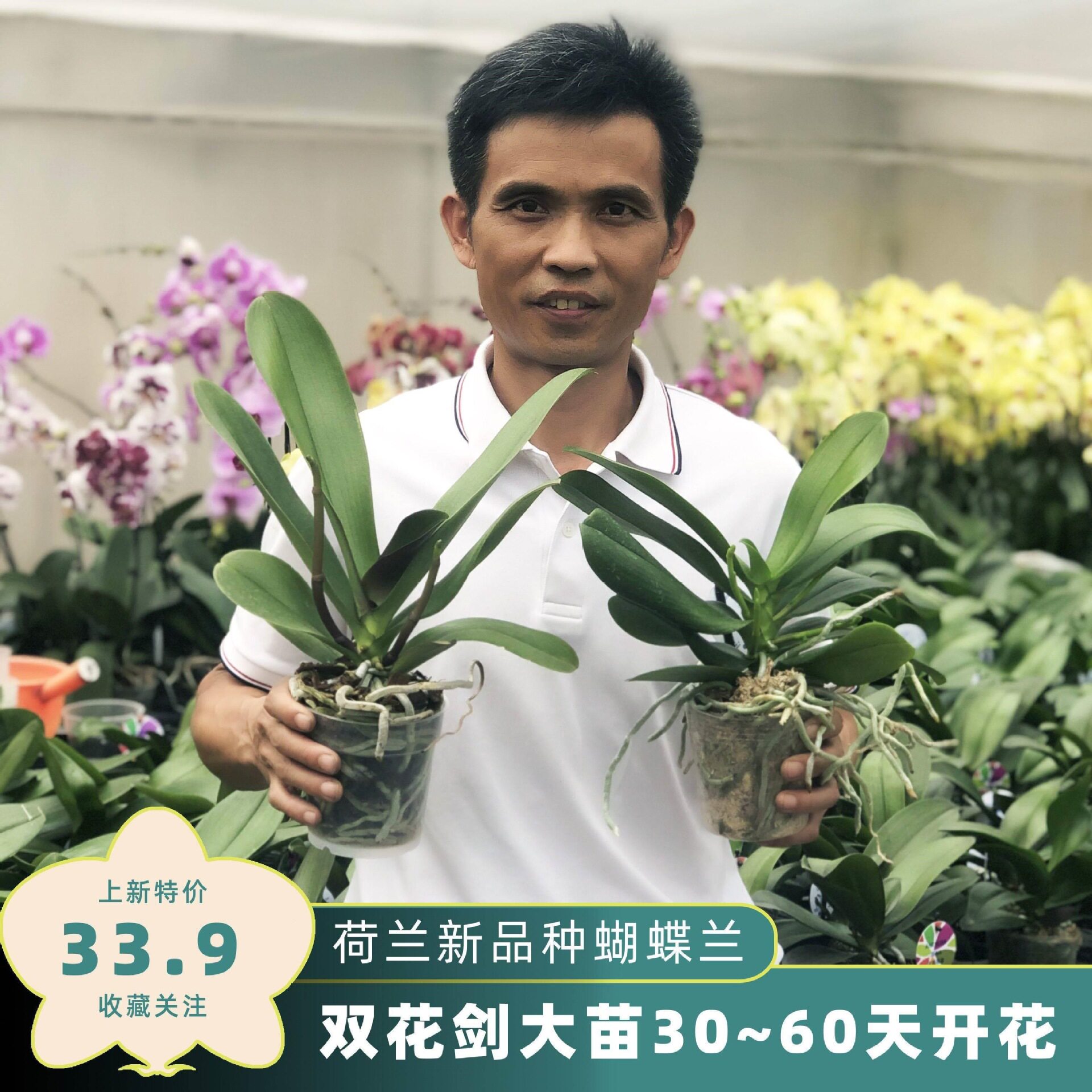 荷兰安祖anthura蝴蝶兰大苗未开花欧洲品种带花剑单花箭保证对版