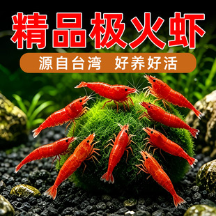 极火虾公母混捞淡水可繁殖除藻清理鱼缸观赏工具虾集火非樱花烤漆