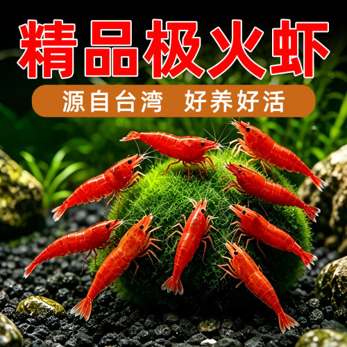 极火虾公母混捞淡水可繁殖除藻清理鱼缸观赏工具虾集火非樱花烤漆