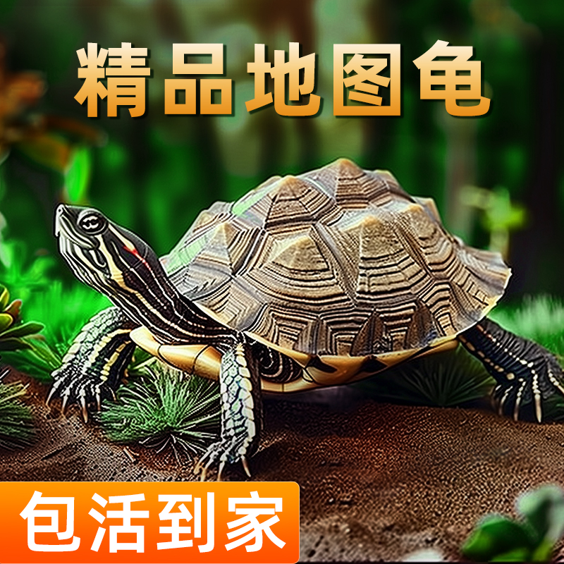 地图龟活体招财龟观赏龟外塘好养深水龟小乌龟宠物家养小乌龟活物