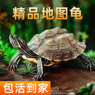 地图龟活体招财龟观赏龟外塘好养深水龟小乌龟宠物乌龟活物