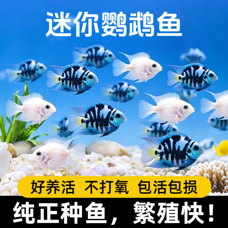 迷你鹦鹉鱼观赏鱼活体淡水鱼苗好养耐活白金宝蓝鹦鹉鱼可繁殖种鱼