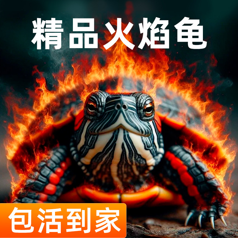 火焰龟深水龟鱼缸混养小乌龟活物稀有活体小宠物吃粪龟清洁龟冷水,宠物/宠物食品及用品,龟/鳖,淘宝优惠券,粉丝福利购,淘宝优惠卷