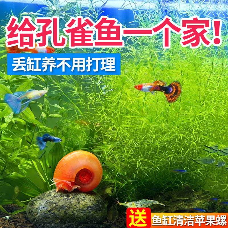 水草印度小竹节草好养植物鱼缸水族箱装饰造景绿菊蜈蚣草净水真草