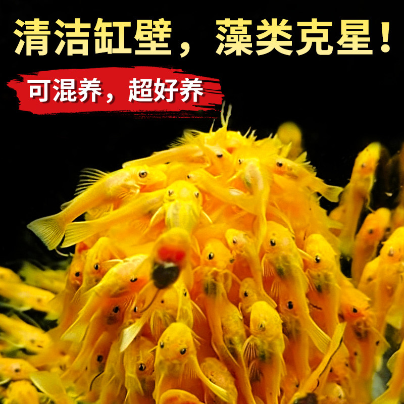 黄金胡子鱼大帆工具鱼清缸除藻除菌膜底栖鱼清道夫小型淡水热带鱼