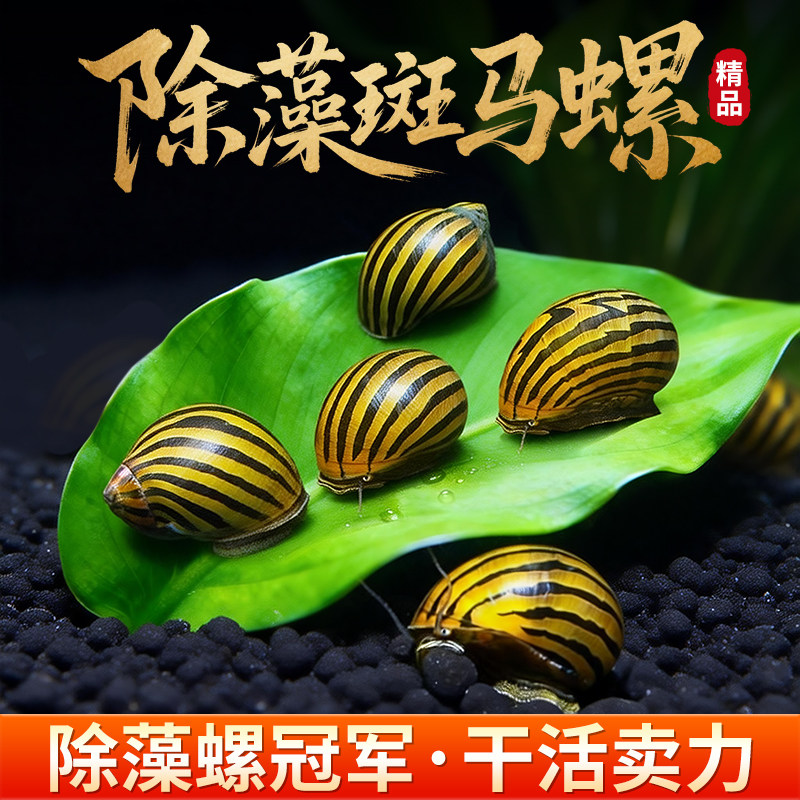 鱼缸清洁斑马螺鱼缸清洁螺观赏除藻螺杀手螺黑金刚螺苹果螺黄金螺,宠物/宠物食品及用品,螺,淘宝优惠券,粉丝福利购,淘宝优惠卷