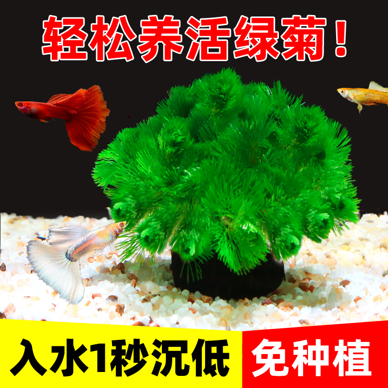 水洲纪活体水草好养好活净水增氧