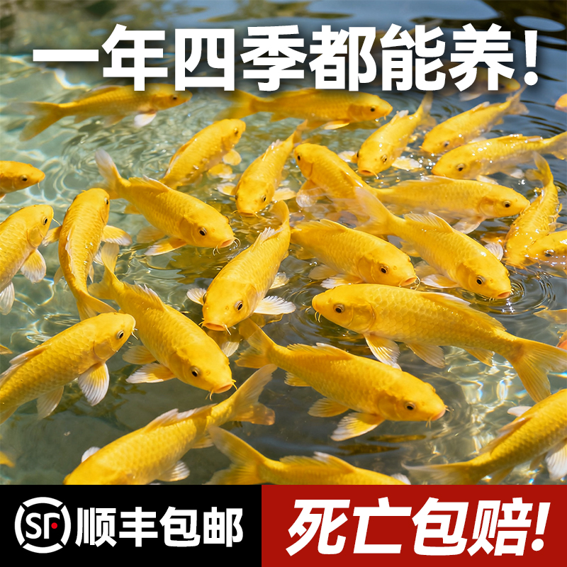 顺丰黄金锦鲤活鱼金鱼淡水鱼好养耐活冷水鱼黄金龙凤观赏鱼鱼苗