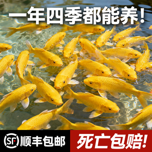 顺丰黄金锦鲤活鱼金鱼淡水鱼好养耐活冷水鱼黄金龙凤观赏鱼鱼苗