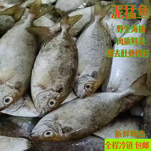 泥猛鱼新鲜特大鲜活冰冻秋叶鱼深海捕捞海钓娘艾鱼去内脏去肚处理