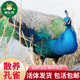 散养孔雀肉 整只孔雀 现杀成年孔雀约5斤 养殖观赏鸟肉整只大孔雀