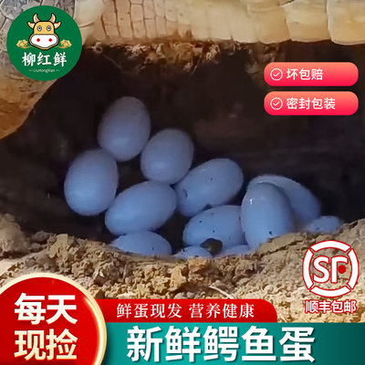 新鲜鳄鱼蛋6枚营养丰富