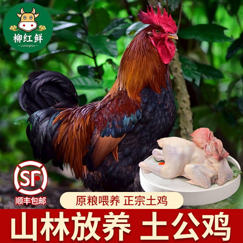 新鲜大公鸡土鸡农家散养鸡约4斤