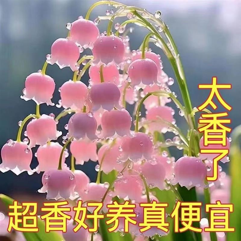 四季开花铃兰花苗浓香型带芽花卉绿植多年生耐寒植物阳台室内花卉