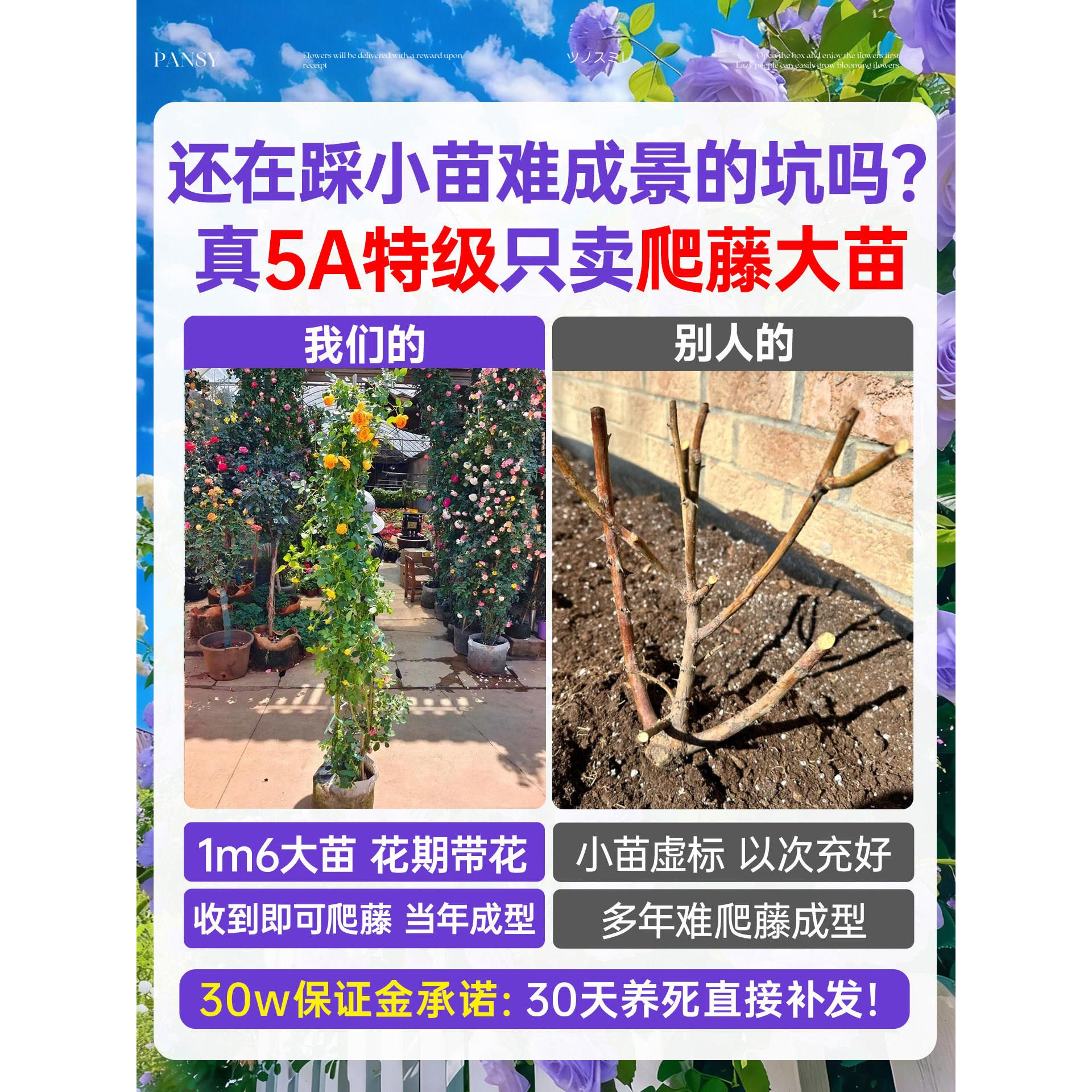 蔷花树苗爬季藤特大号月四薇季开花苗庭院大植物阳台花卉玫瑰爱你