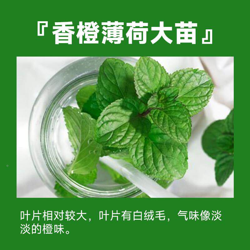 薄荷盆栽可食薄用大苗室内bh-L-030驱蚊绿植迷香季香草迭植物柠檬