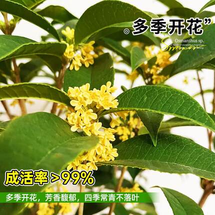 四季桂花花盆栽树苗开 花物室内外卉浓0912香好植养易活可用食绿