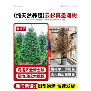 真的圣诞树GDD真树诺盆贝松挪威云杉栽厅装饰大客小型202新4款圣