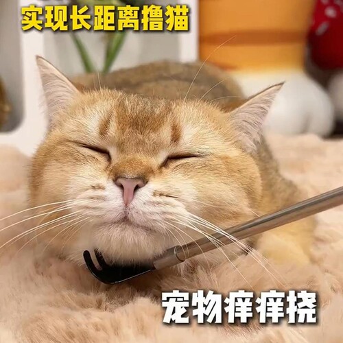 猫传腹杯状口炎补血肝精护肝片