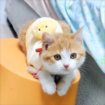 幼猫幼犬衣服小泰迪小狗小体茶杯犬奶狗奶猫1个2个月小猫春夏背心