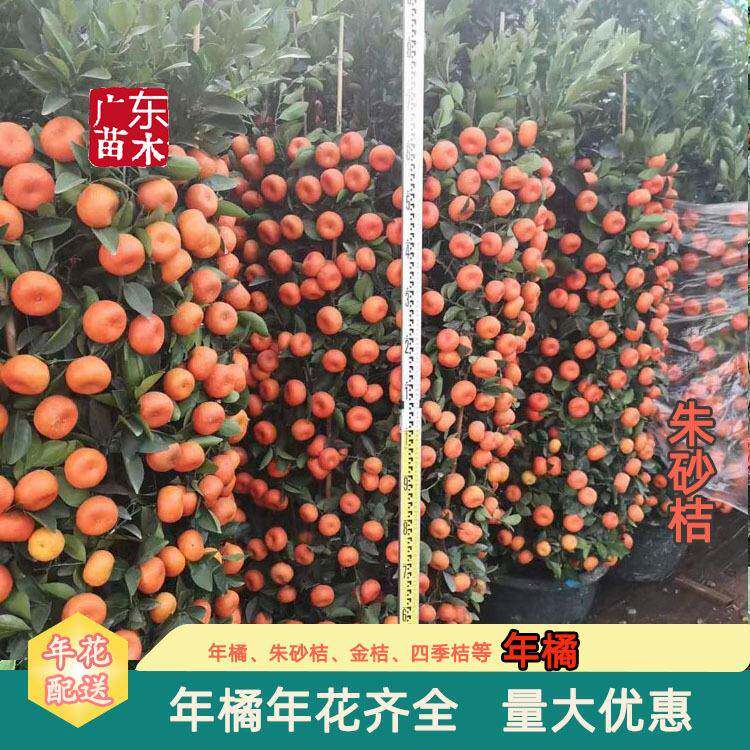 春节年桔盆栽年宵花盆栽过年年桔朱砂橘金桔年橘盆栽广州基地