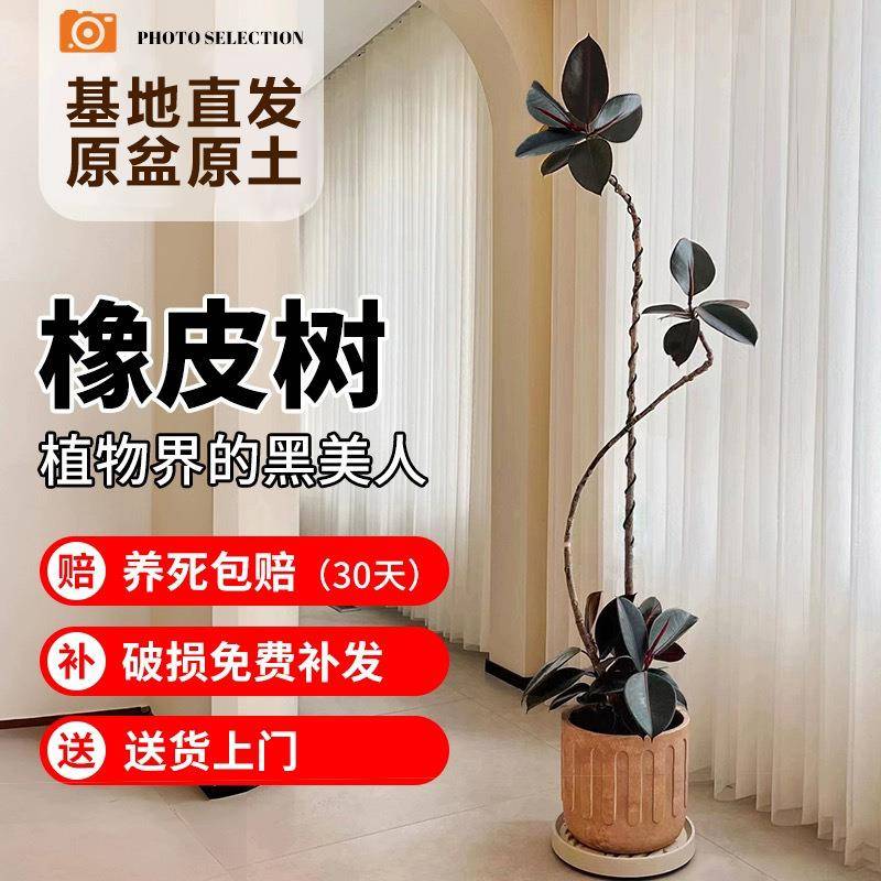 造型黑金刚橡皮树客厅大型盆栽办公室内四季好养绿植落地盆景真树