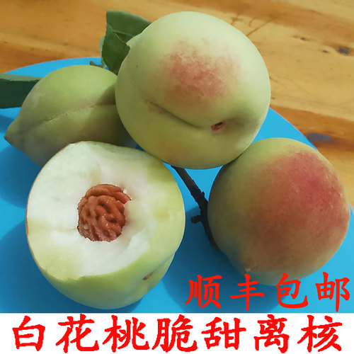 老品种白花桃脆甜离核六月桃