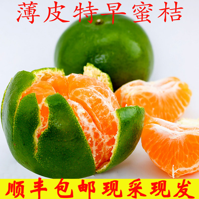 现摘早熟橘子湖北宜昌无籽蜜桔