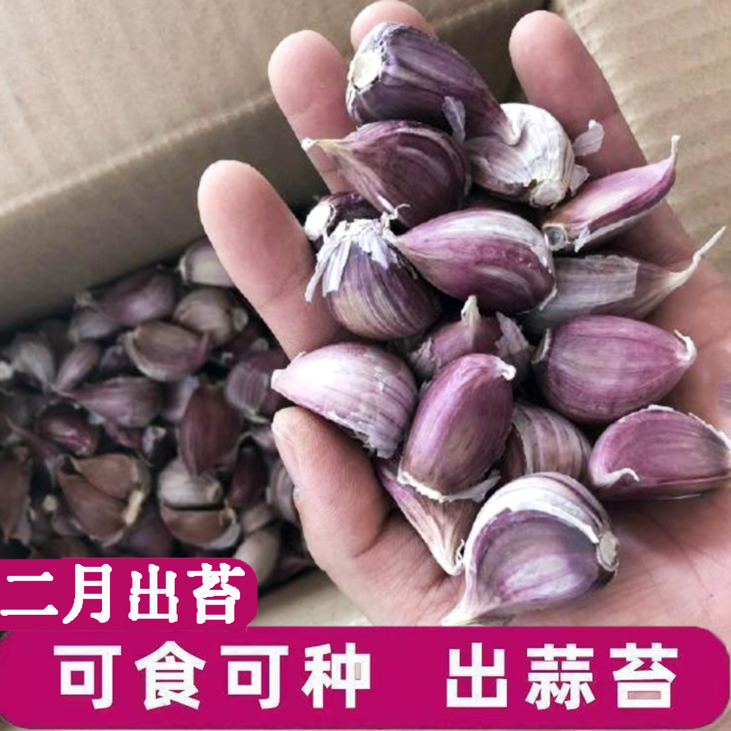 紫皮大蒜种子本地早熟蒜苔蒜种籽