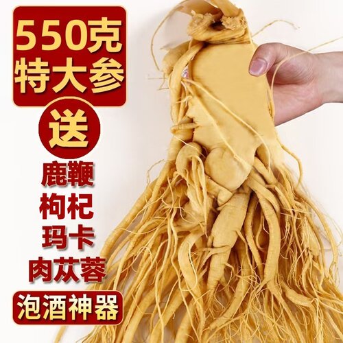 林下人参长白山人参鲜参泡酒500g