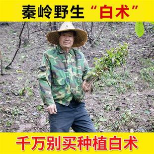 特级野生炒白术中药材正品 500g自制可搭党参白芍白茯苓粉甘草泡水