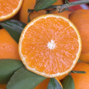 四川眉山中国清见之乡清见果混装