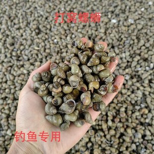 热销钓鱼打窝螺蛳青皮田螺鲜活3斤5斤可打窝螺丝打窝石螺叼青鱼