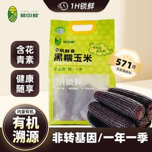 【闪购-1袋装】易中易内蒙有机黑糯玉米低脂粗粮代餐非转基因玉米