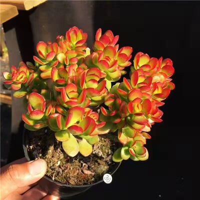 超大姬红花月老桩多肉好养盆栽