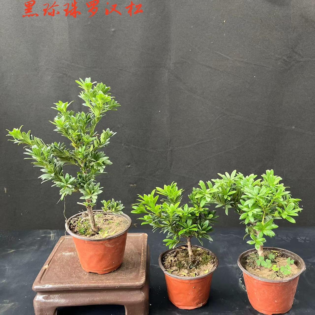 黑珍珠罗汉松盆景素材雀舌造型盆景素材黄杨黑松真柏，办公桌盆景