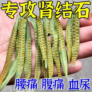 金钱草肾结石排茶石药化石草鸡内金排颗粒石专用化石克星非药