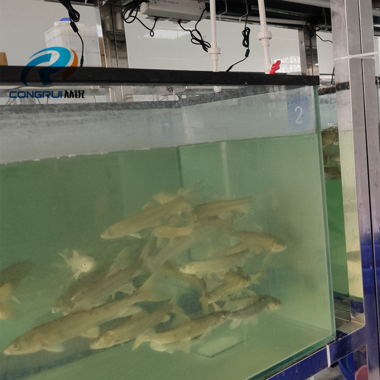 上海从锐家庭观赏鱼缸水处理系统设备锦鲤鱼池小型水处理设备