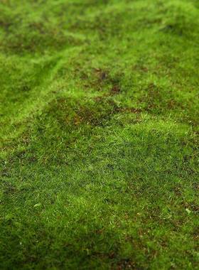 植毛石皮仿真草皮草坪植物苔藓仿真植物墙景草坪外贸单