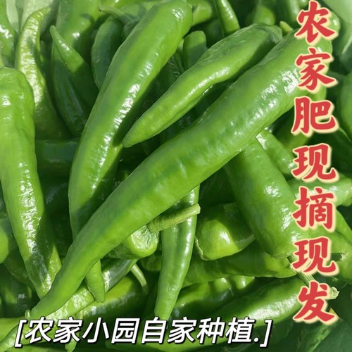 自家小园辣妹子东北黑龙江特产辣妹子羊角椒新鲜现摘现发产地直发