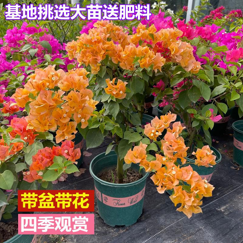 三角梅盆栽花苗室内阳台庭院四季开花卉重瓣紫红绿樱老桩爬藤耐寒