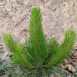 云南原生态马尾松小树苗松树小苗盆景小树苗现挖现发可药用