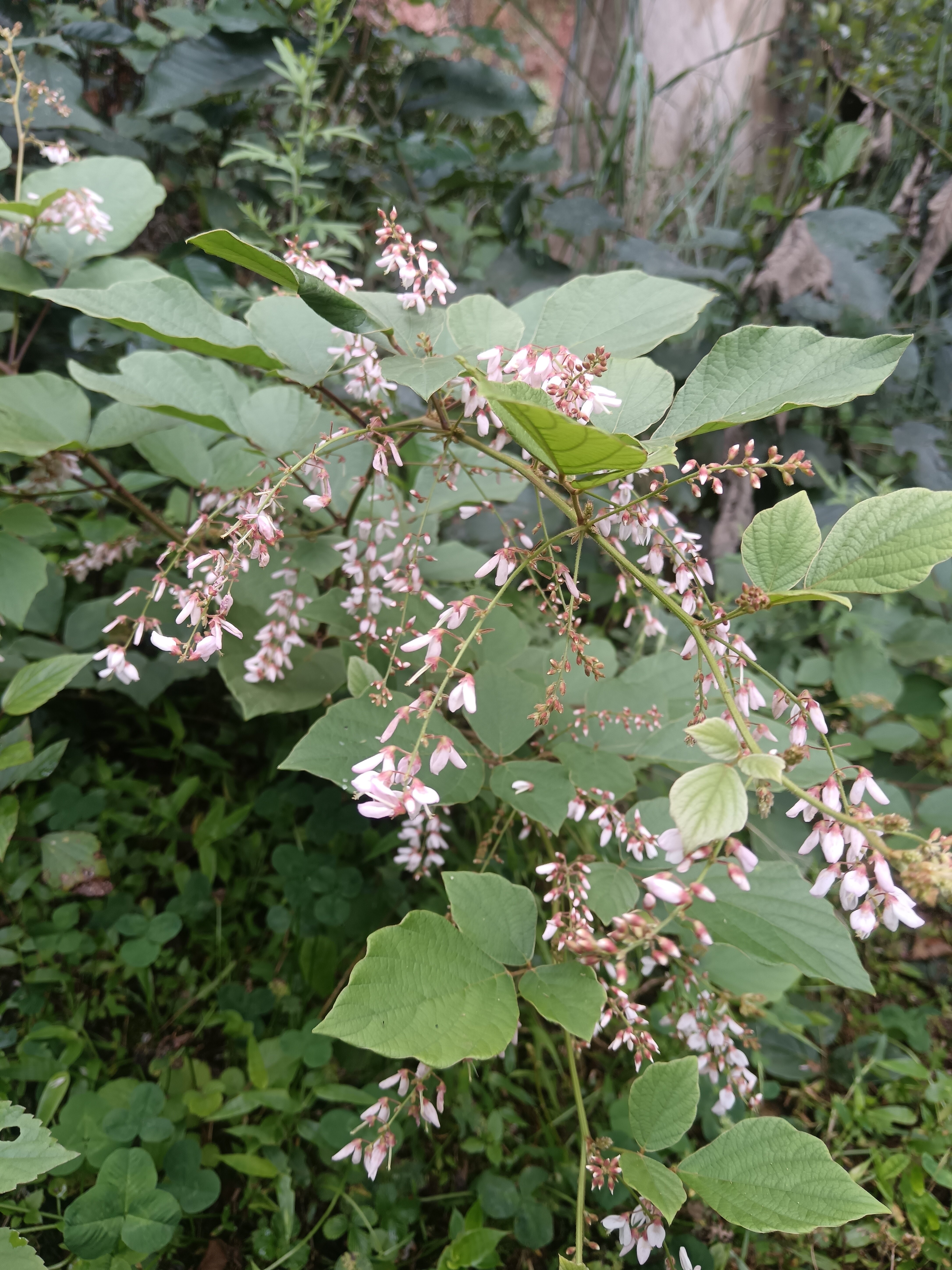 云南原生态野生蚂蝗疳积根茎叶槐花药食同源中草药现采枝叶 全草