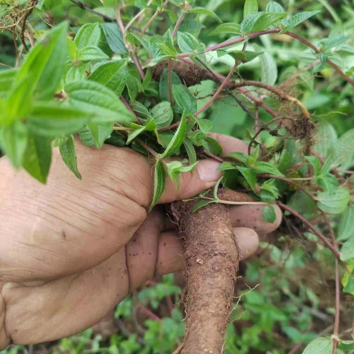 云南原生态新鲜糯米藤全草纯根雾水葛根麻捆仙米浆藤现挖现发