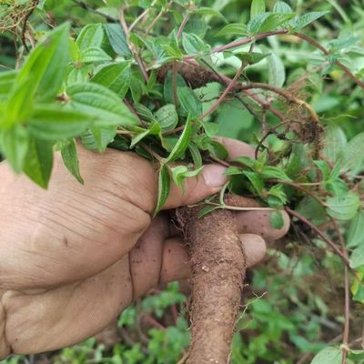 云南原生态新鲜糯米藤全草纯根雾水葛根麻捆仙米浆藤现挖现发