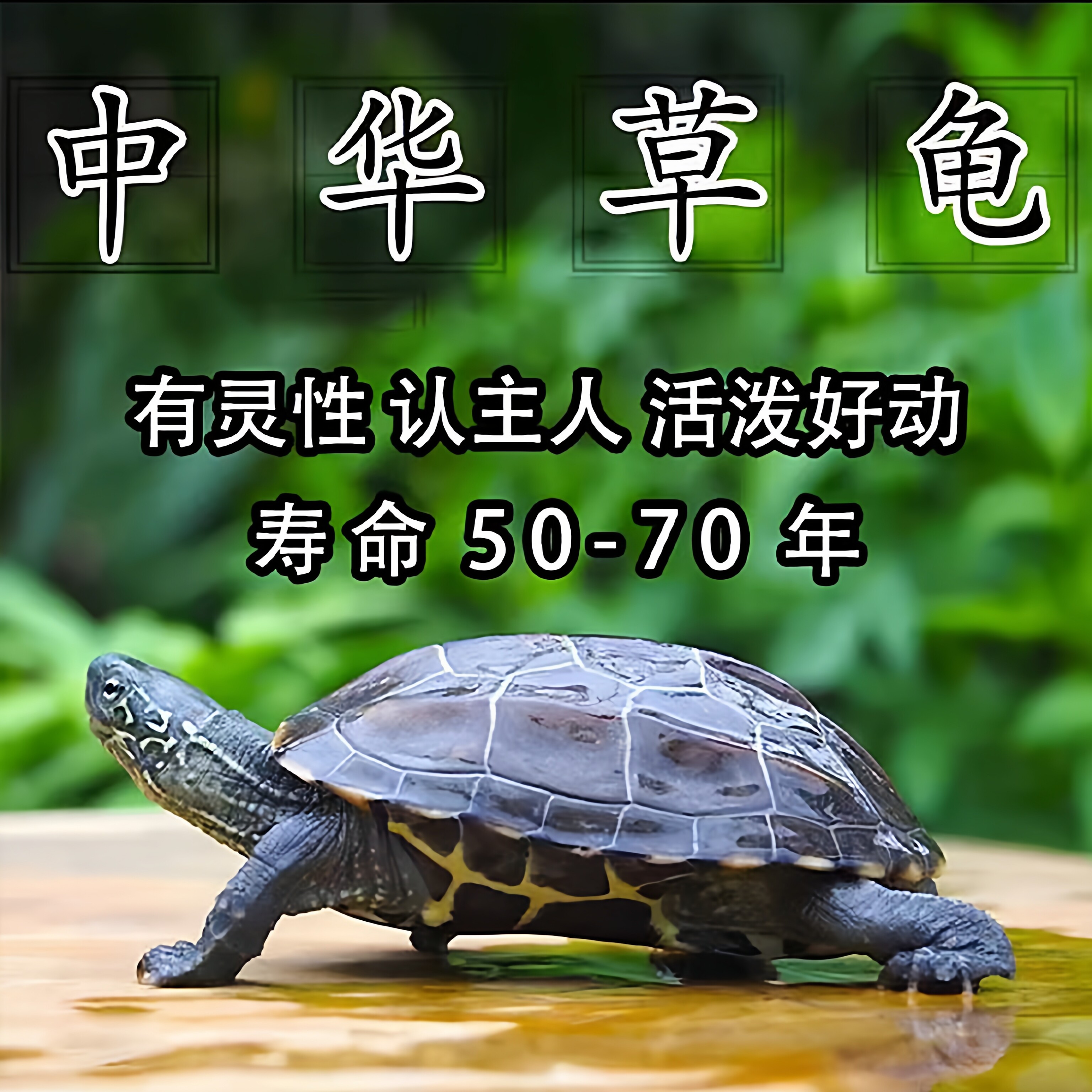 【家养乌龟】中华草龟长寿龟金线墨龟观赏招财活体水龟小乌龟活物
